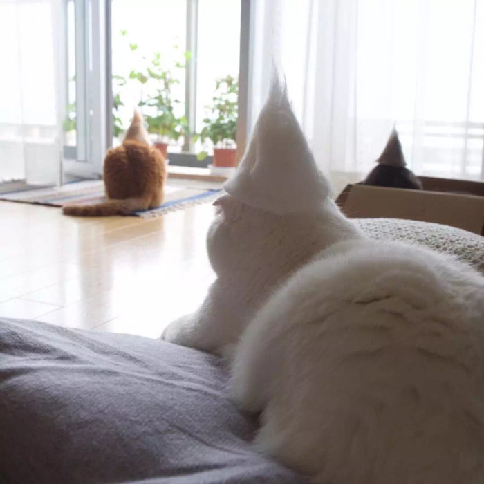 gato blanco con gorro blanco 