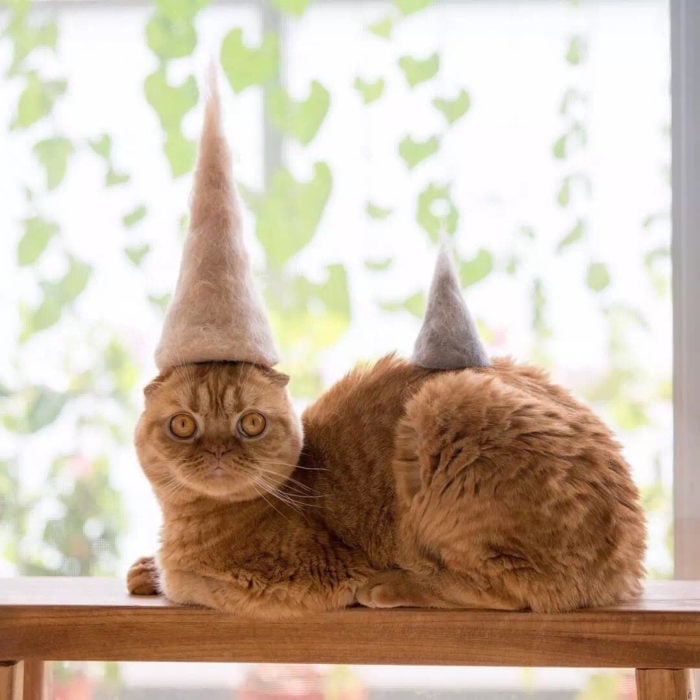 gato naranja con sombrero de pelo 
