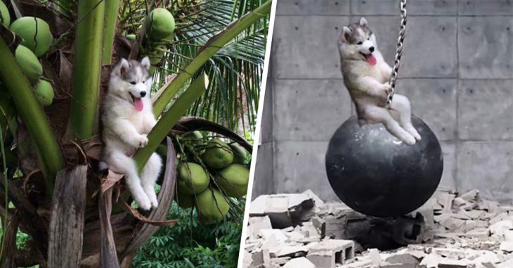 Un lindo cachorro Husky quedó atrapado en una palmera y se volvió protagonista en batalla de Photoshop