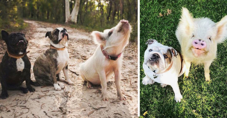 Esta pareja adoptó una cerdita y ahora ella cree que es un perro