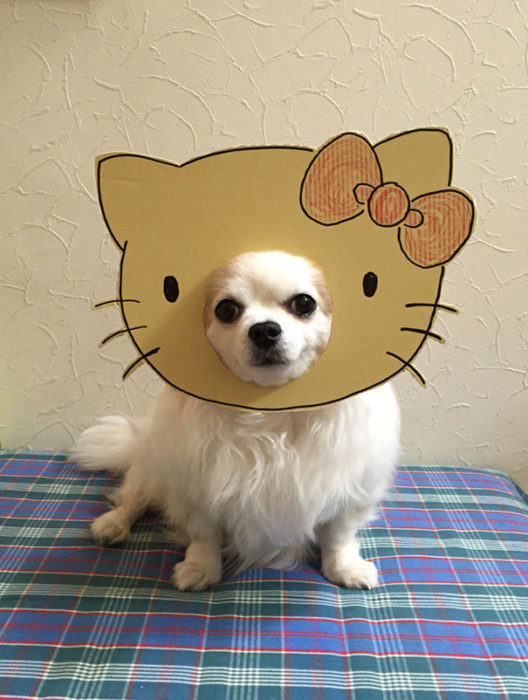 Perro chihuahua con una mascara de cartón en forma de hello kitty