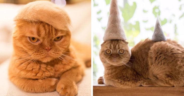 Él diseña pequeños sombreros hechos del pelaje de sus gatos y son lo más chic que verás