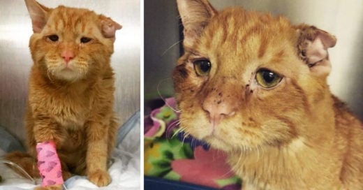 El semblante del gato más triste del mundo cambió una hora después de su adopción