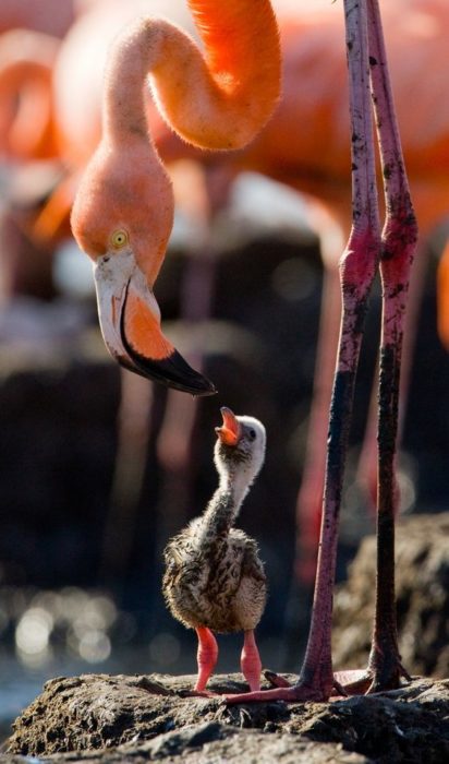 Un flamingo con su retoño. 