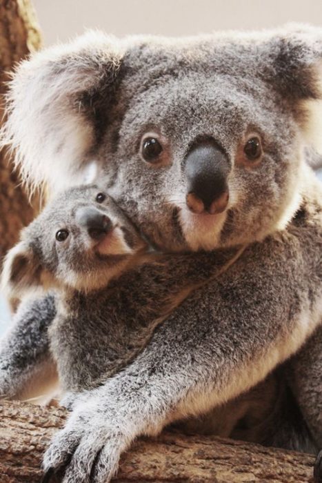 Koala mamá e hija. 