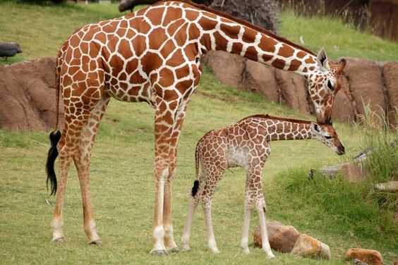 Jirafa mamá dándole un beso a una jirafita. 