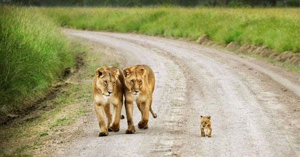 Leones y leoncito. 