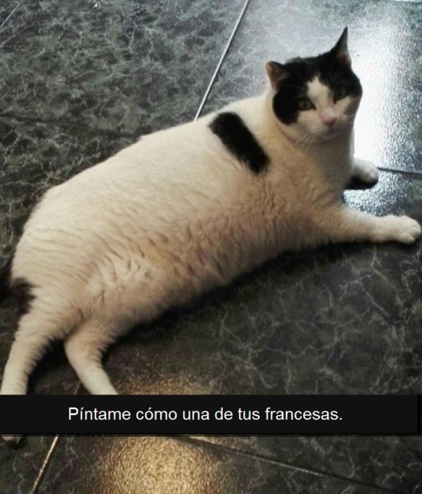 gato posando