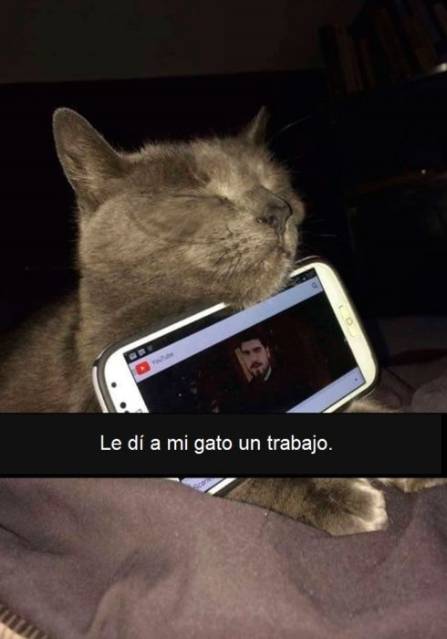 gato con celular