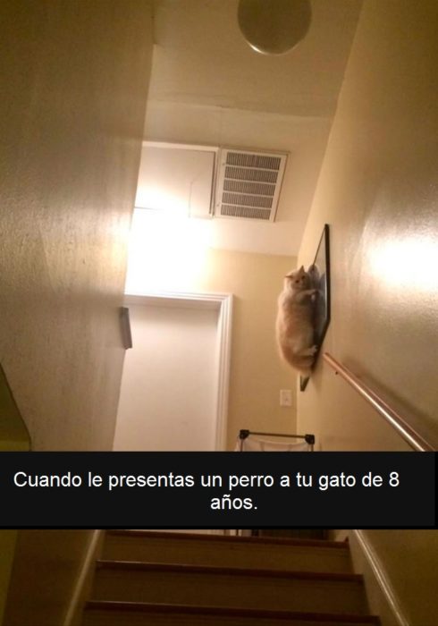 gato asustado