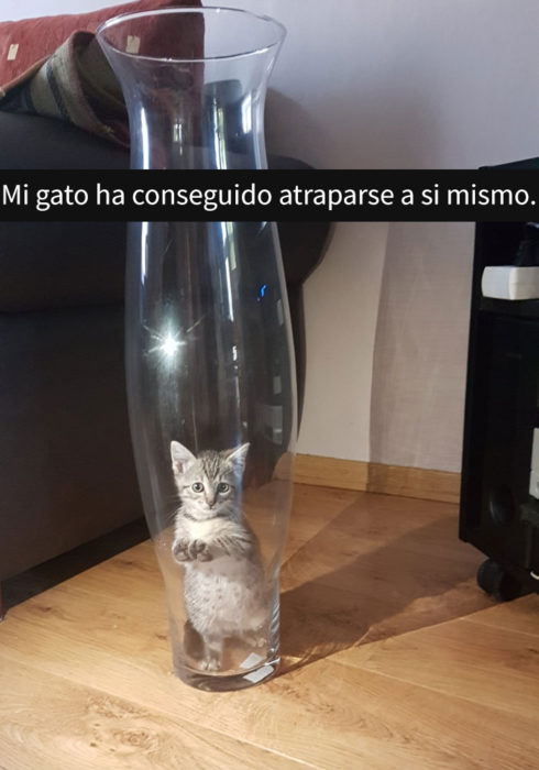 gato en frasco