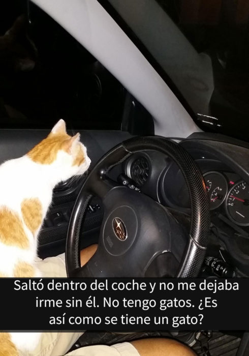 gato manejando