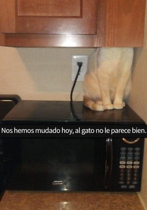 gato nervioso