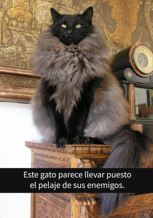 gato enorme