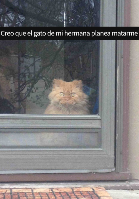 gato enojado