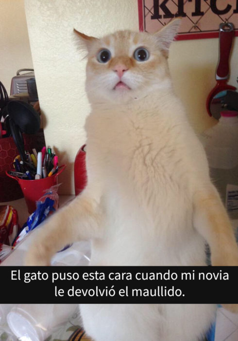 gato sorprendido