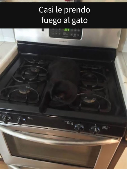 gato en la cocina