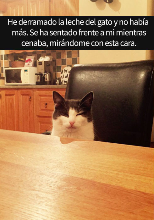 gato molesto