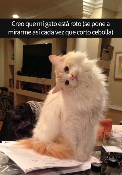 gato doblado