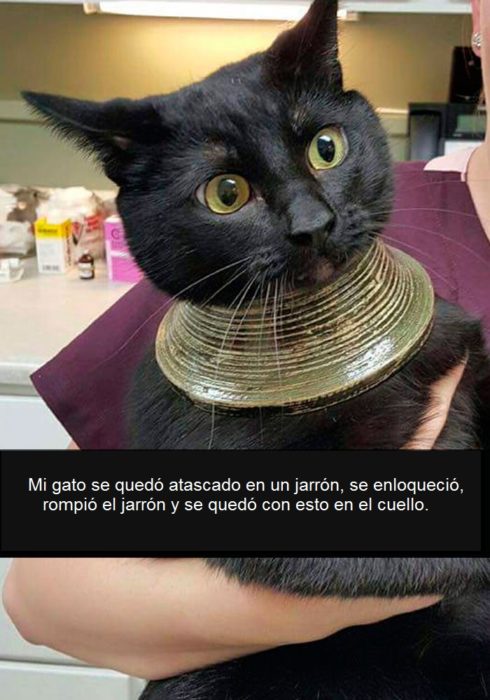 gato en apuros