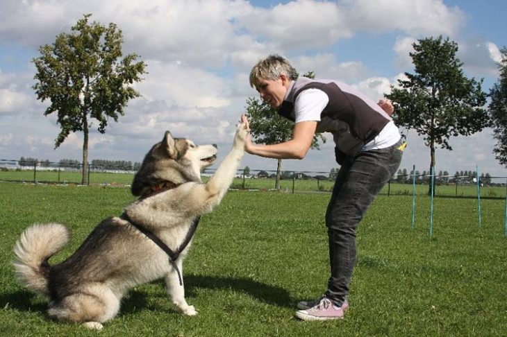 perro chocandola