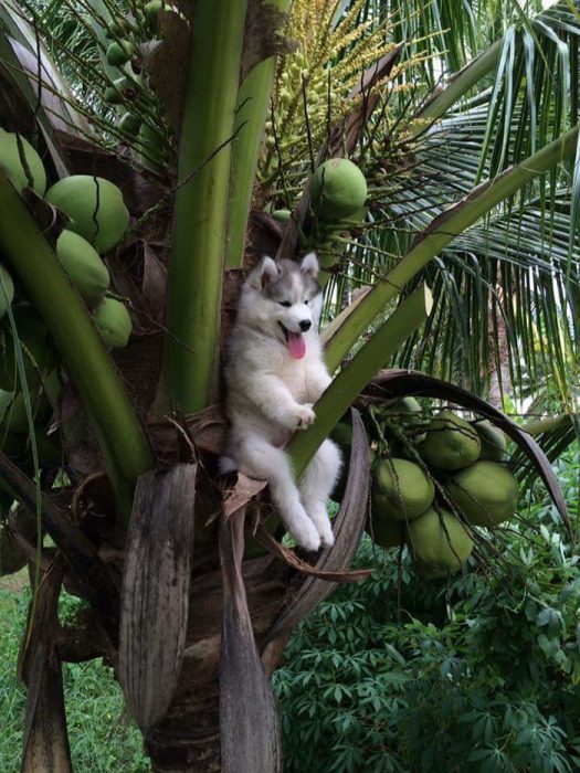 perro husky arriba de palmera de cocos 