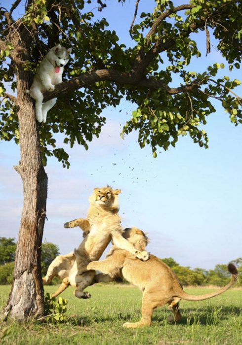 perro en un arbol y leones peleando 