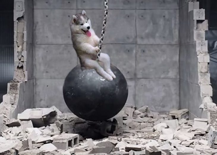 perro sobre bola de demolicion 