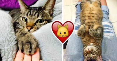 15 Sentimientos extraños que sólo las dueñas de un gato podrán entender 