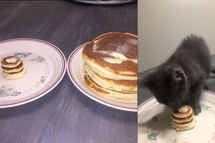 panqueques grandes y pequeños con gato comiendo 