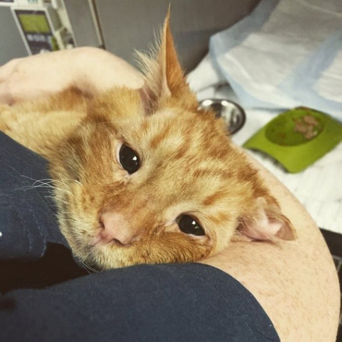 mujer cargando en brazos a gato naranja 