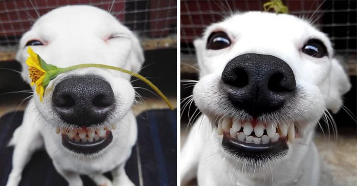 Este cachorro está derritiendo todos los corazones con su sonrisa