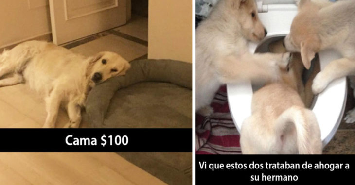 15 Snapchats de perros que te alegrarán el día