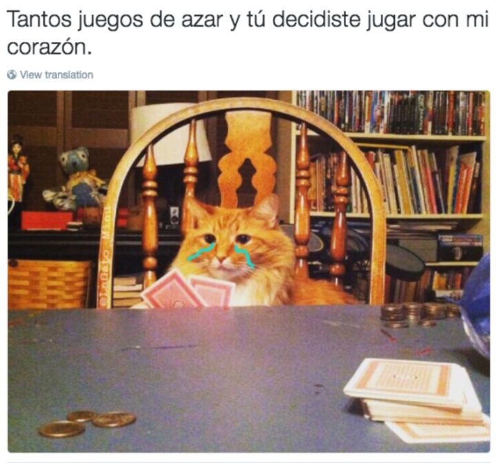 gato en mesa con barajas 