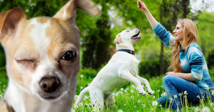5 Trucos originales que amará tu perro