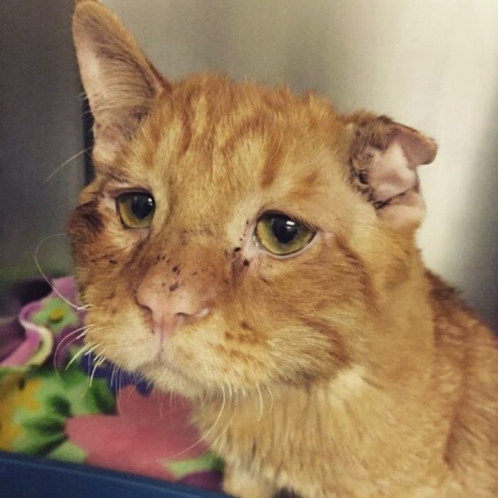 gato naranja con oreja cortada 