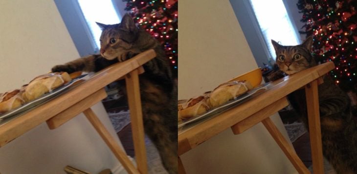 collage de gato robando pan 