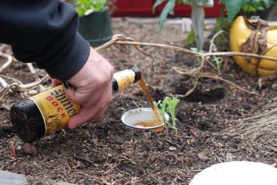 Verter cerveza en un recipiente en el jardín para eliminar a los insectos 