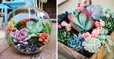 15 razones por las que deberías tener una suculenta