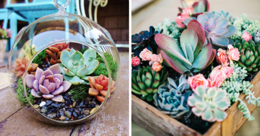 15 razones por las que deberías tener una succulents en vez de flores