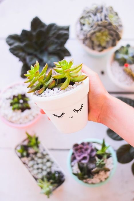 plantas succulents linda maceta