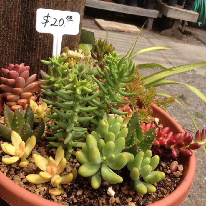 plantas succulents a la venta