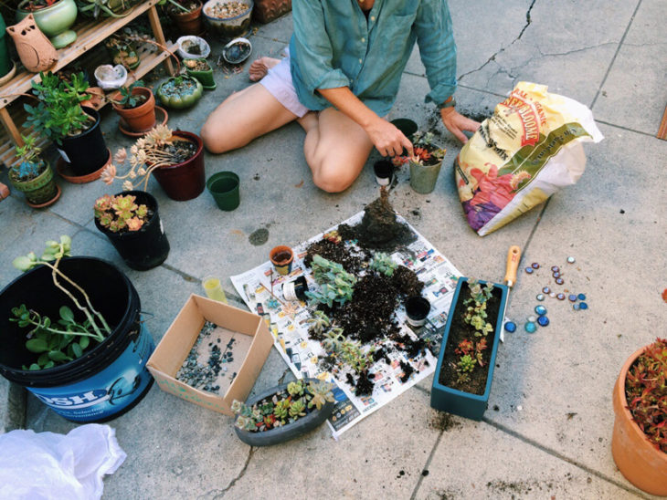 chica plantando plantas succulents