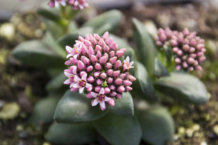 plantas succulents con brotes de flor