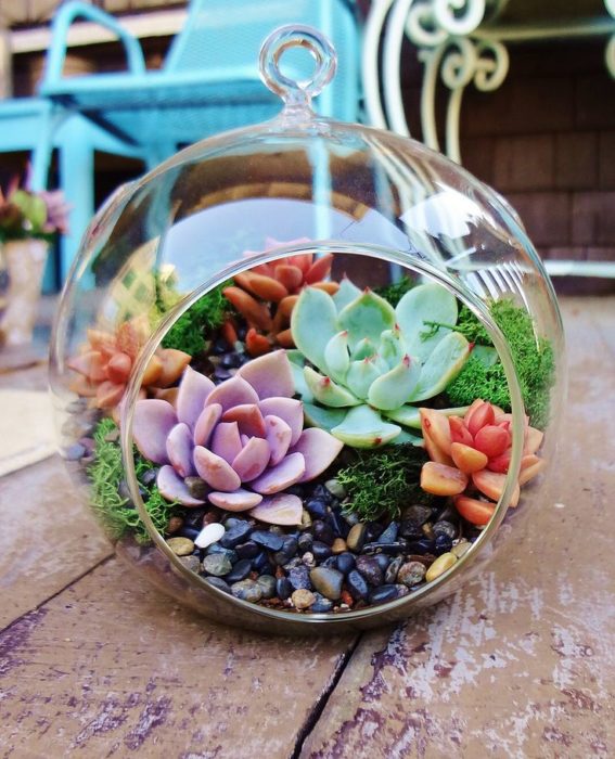 plantas succulents en terrarior