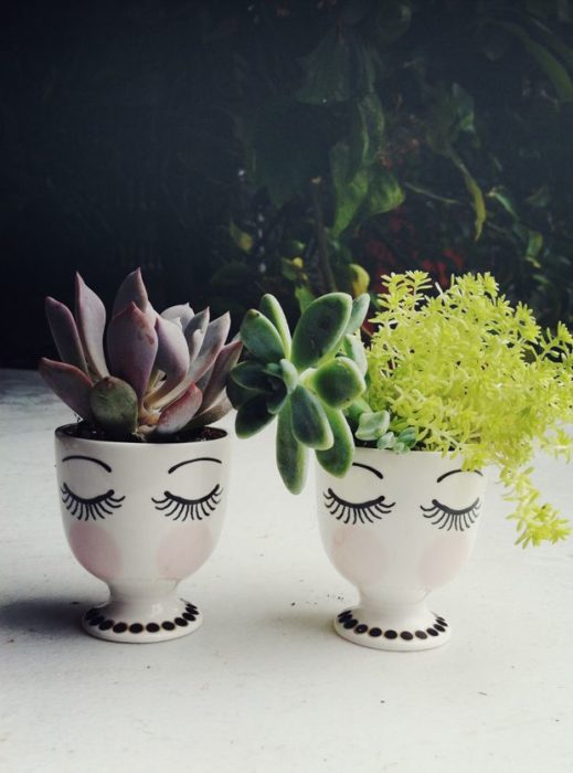 plantas succulents en macetitas