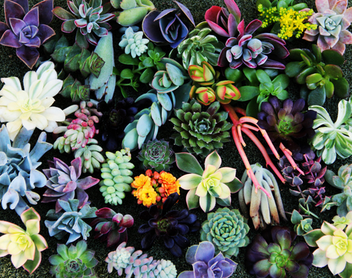 plantas succulents diferentes colores