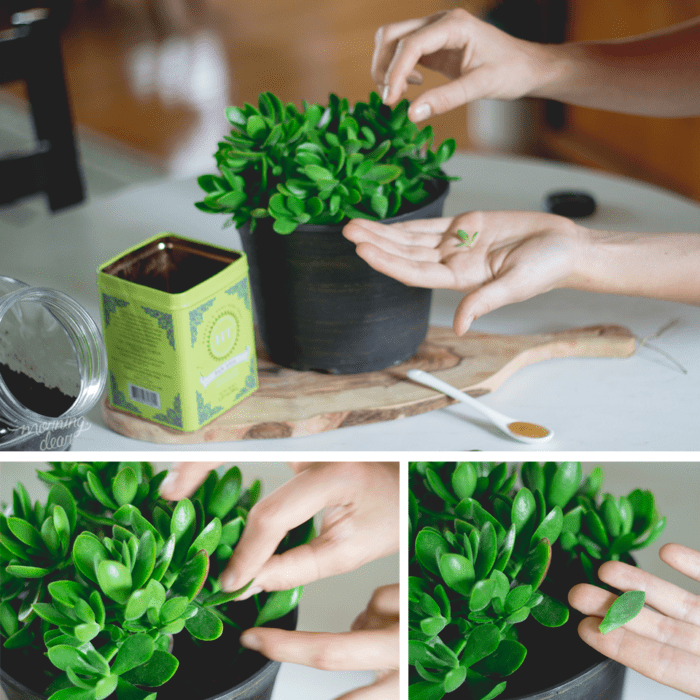 reproduciendo plantas succulents