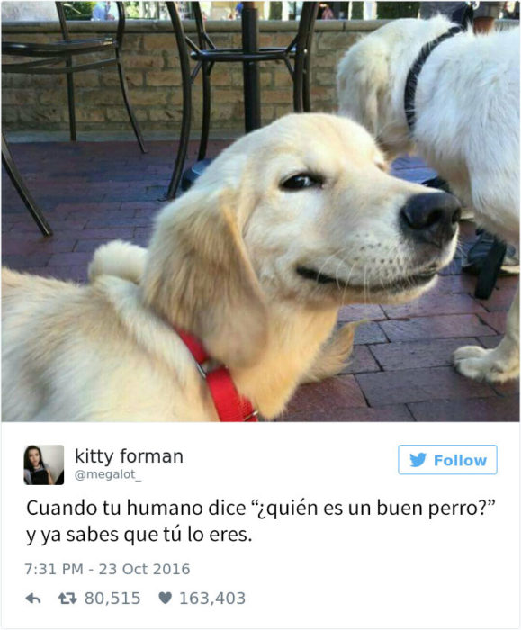 Tuit gracioso sobre perros haciendo travesuras 