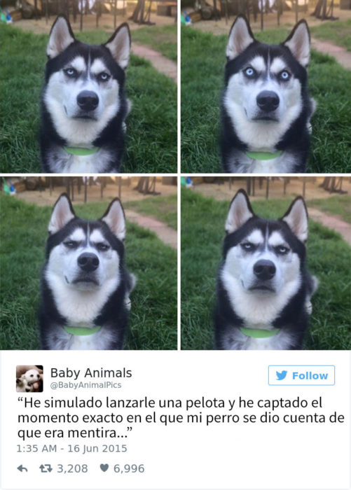 Tuit gracioso sobre perros haciendo travesuras 